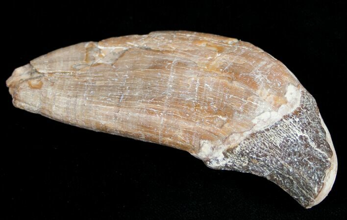 Archaeocete (Primitive Whale) Tooth - Basilosaur #11426